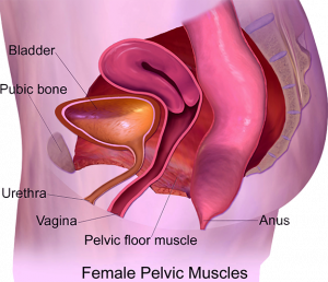 Strengthen Your PC Muscles With Kegel Exercises